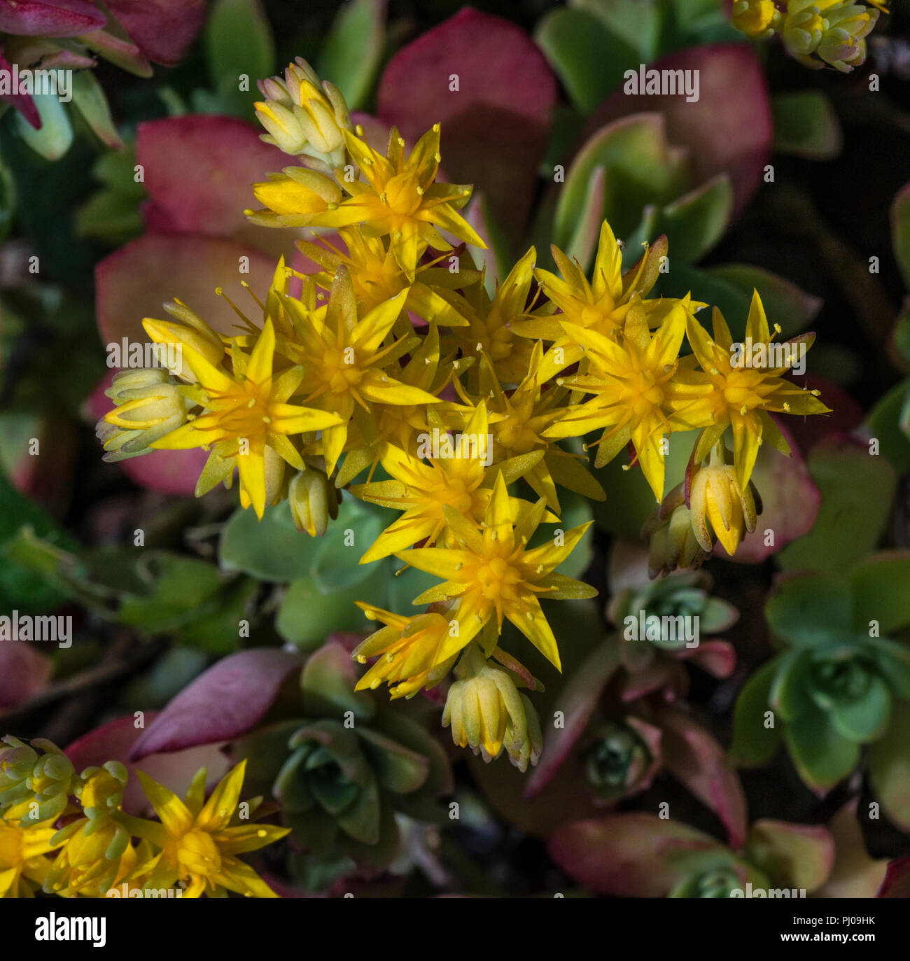 Aeonium haworthii flowers hi-res stock photography and images - Alamy