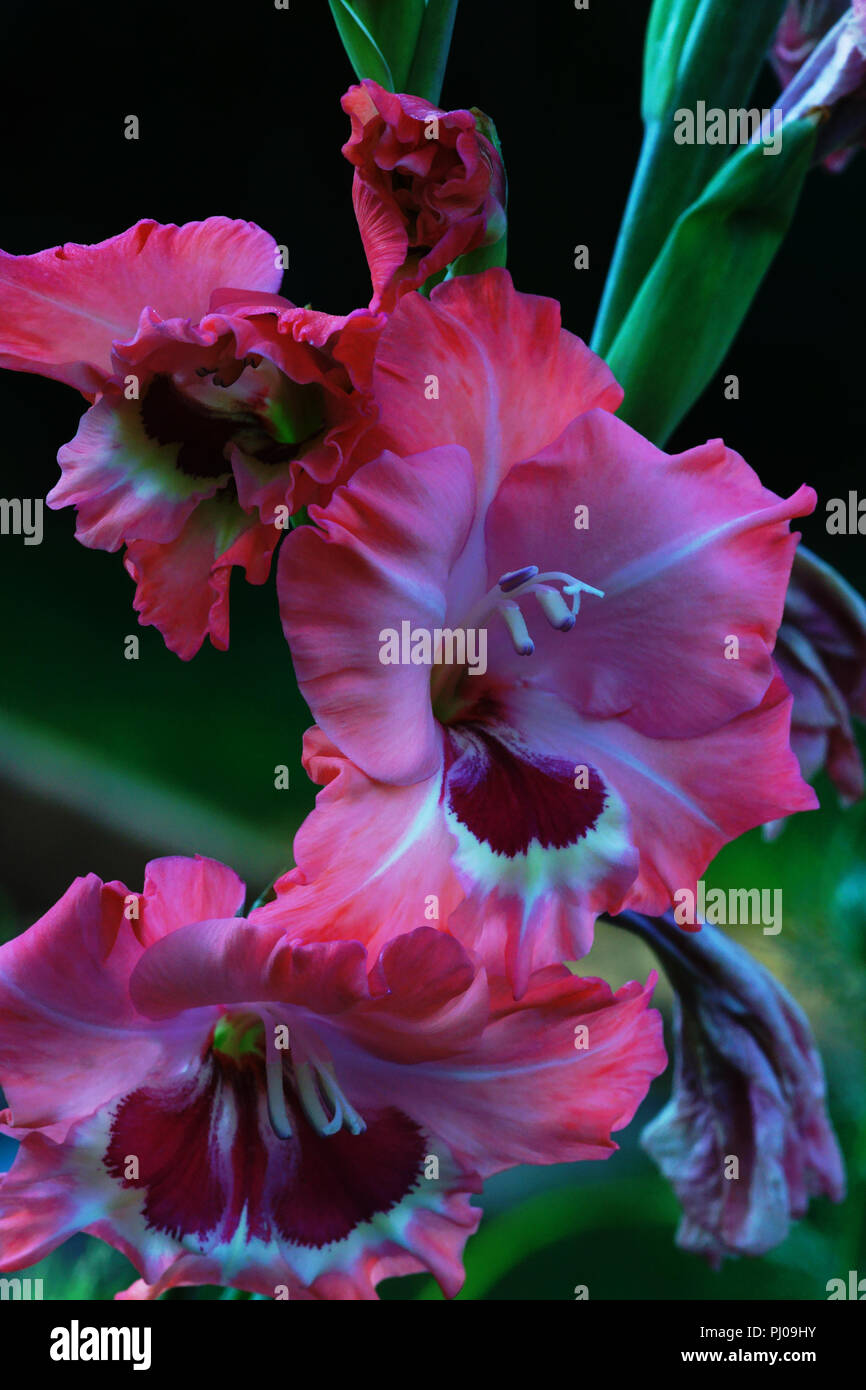 Section of the flowering spike of the Large-flowered Gladiolus 'Peter Pears. Stock Photo