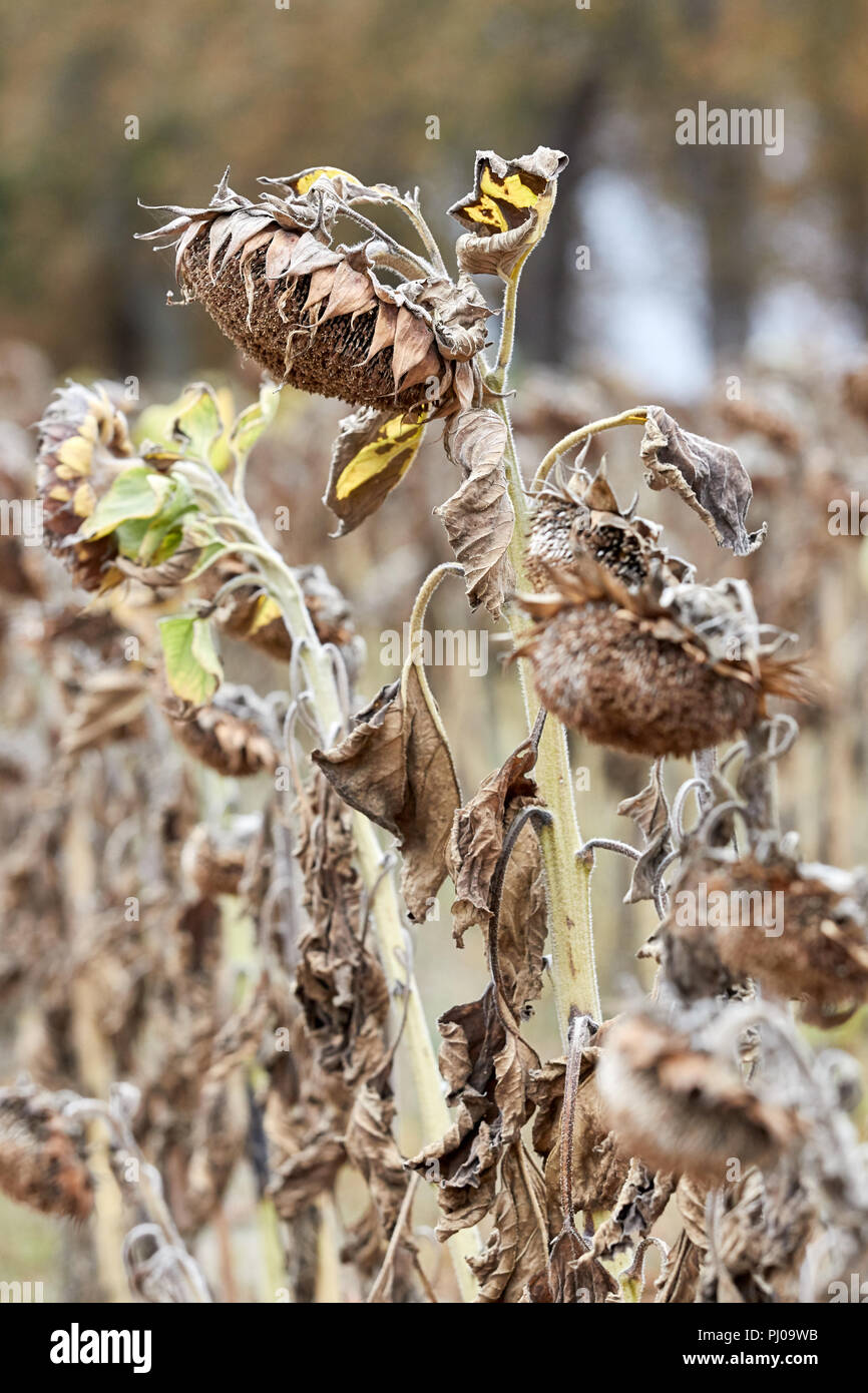 Withered sunflowers, natural disaster caused by extreme heat and record