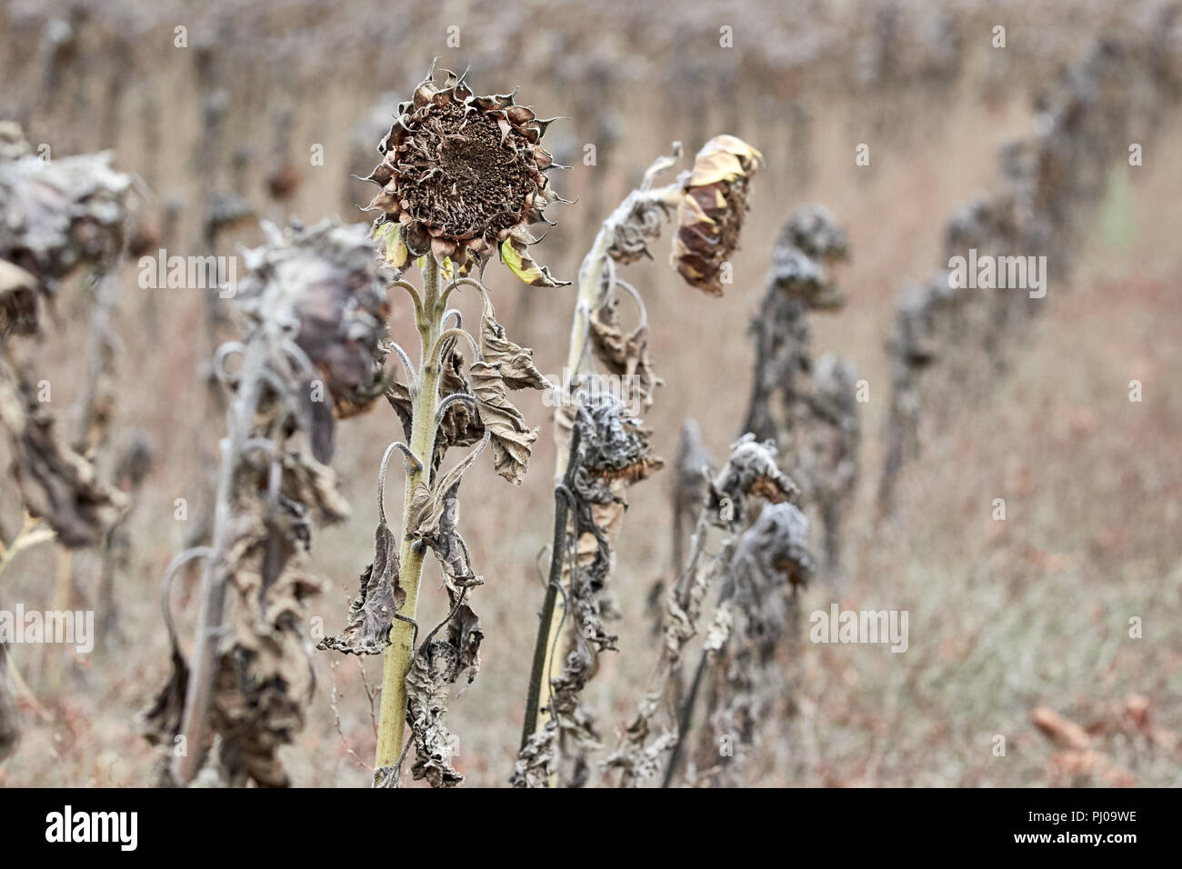 Withered sunflowers, natural disaster caused by extreme heat and record