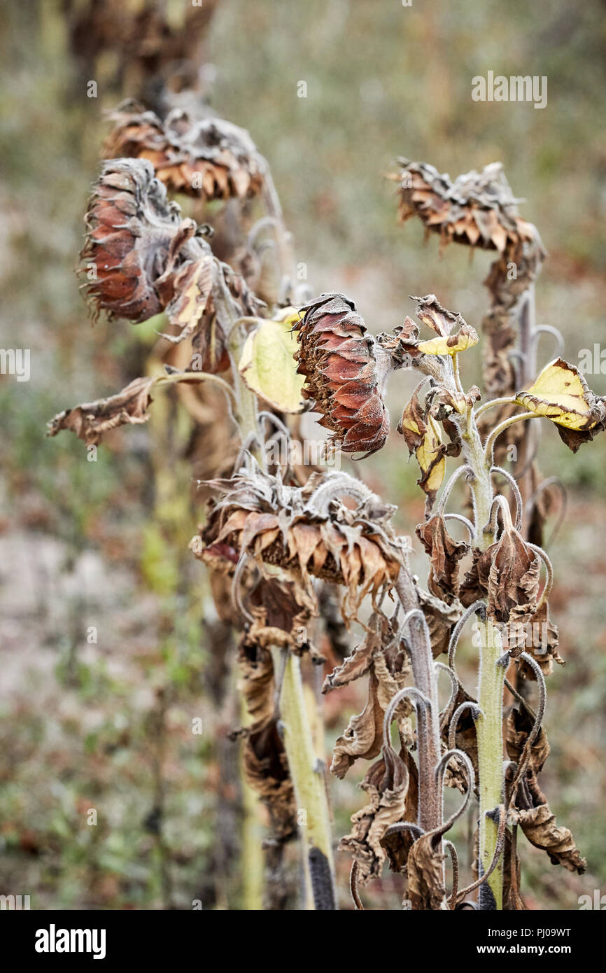 Withered sunflowers, natural disaster caused by extreme heat and record