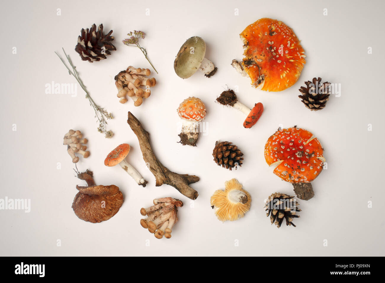 A collection of poisonous and edible mushrooms from the autumn forest with cones and dry herbal plants. Autumn fall background, To pick up mushrooms i Stock Photo