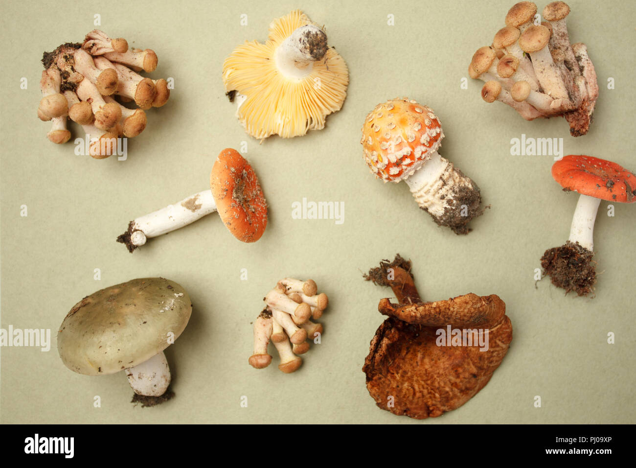 A collection of poisonous and edible mushrooms from the autumn forest with cones and dry herbal plants. Autumn fall background, To pick up mushrooms i Stock Photo
