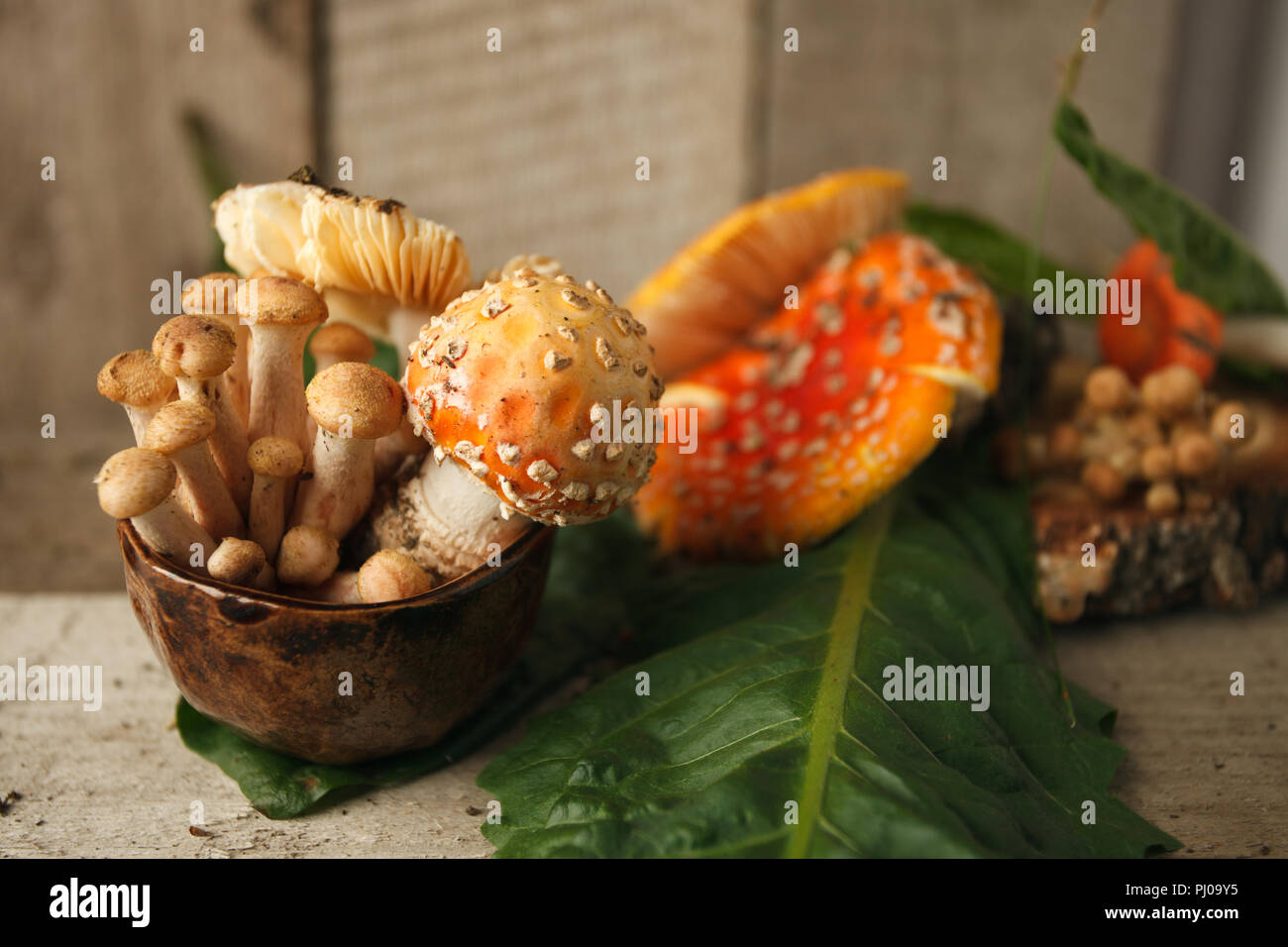 Magic Mushrooms and amanita Fly agaric on Wood, Shot on rustic wood in natural light Stock Photo