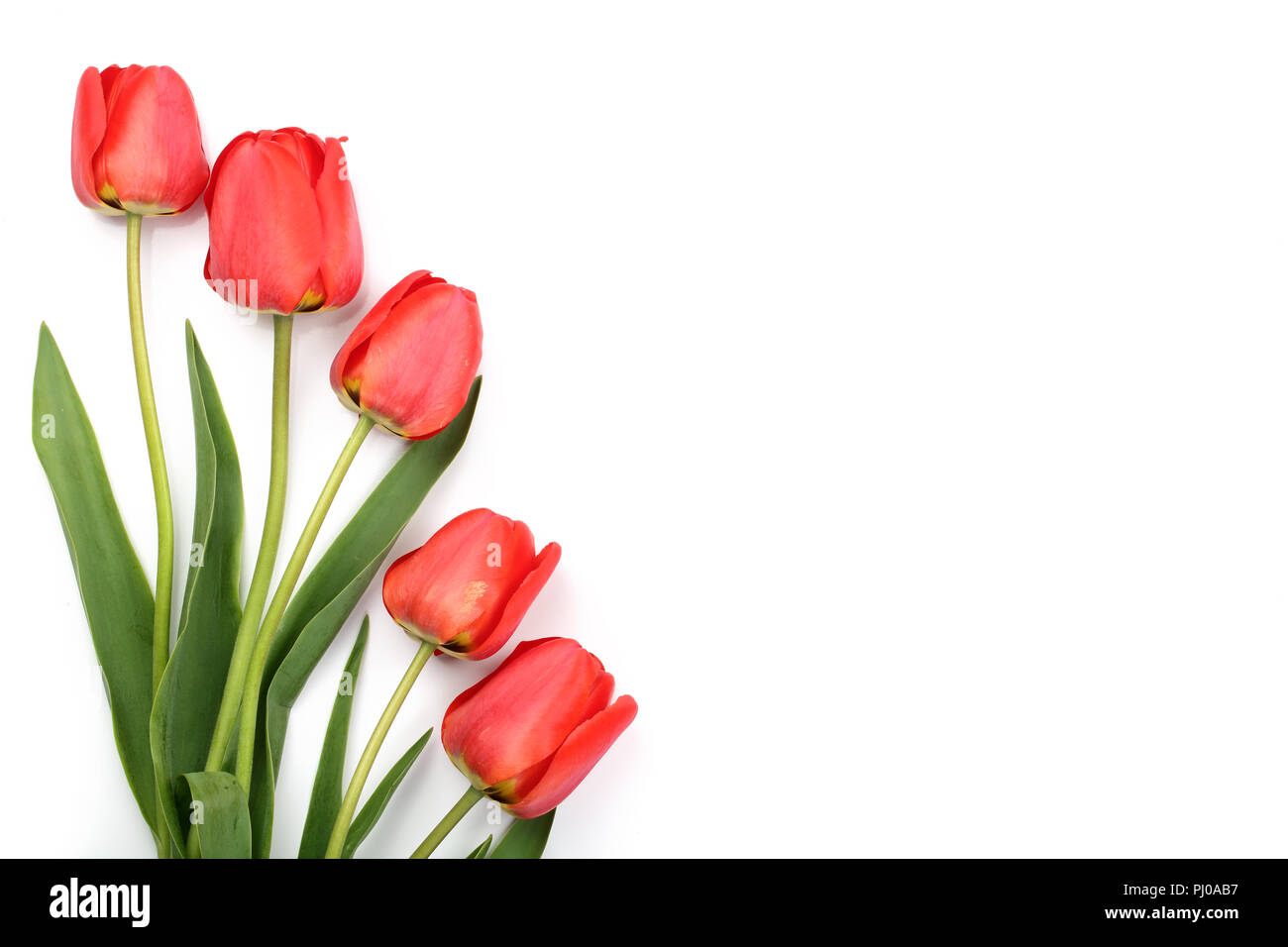 Beautiful red tulips on white background with copy space for text. Top ...