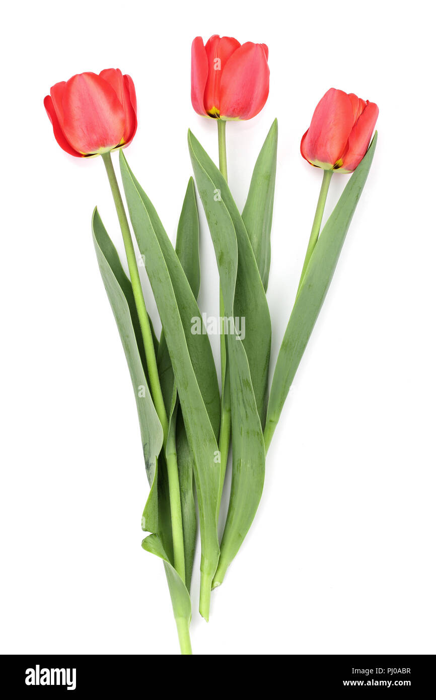 red tulips isolated on white background. Top view. Flat lay pattern. Stock Photo