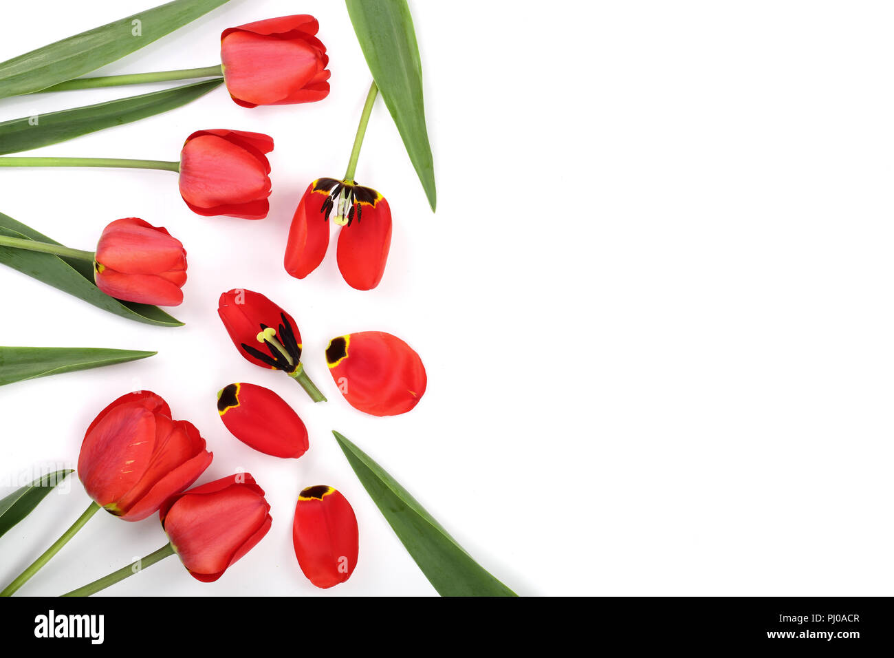 Beautiful red tulips on white background with copy space for text. Top ...