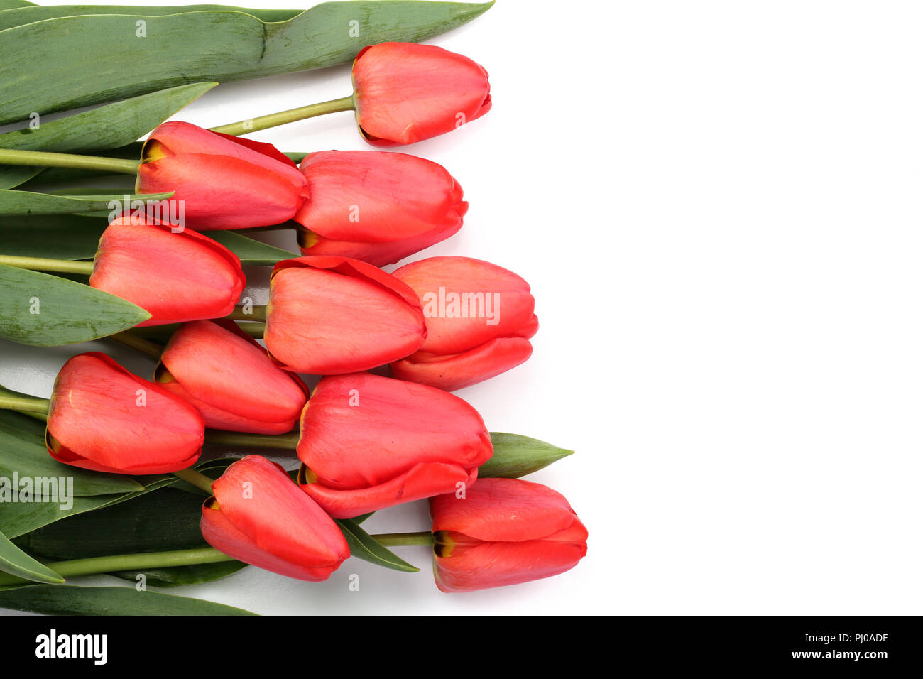 Beautiful red tulips on white background with copy space for text. Top ...