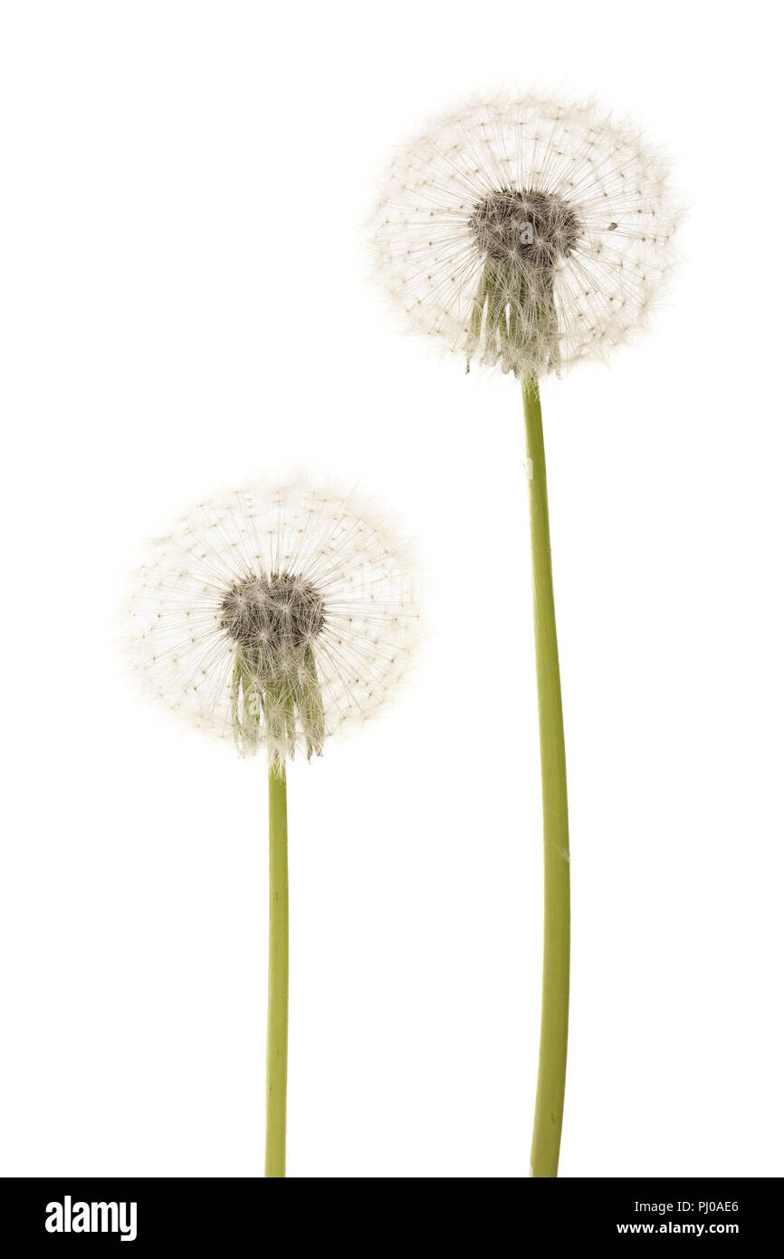 Old dandelion isolated on white background closeup. Stock Photo