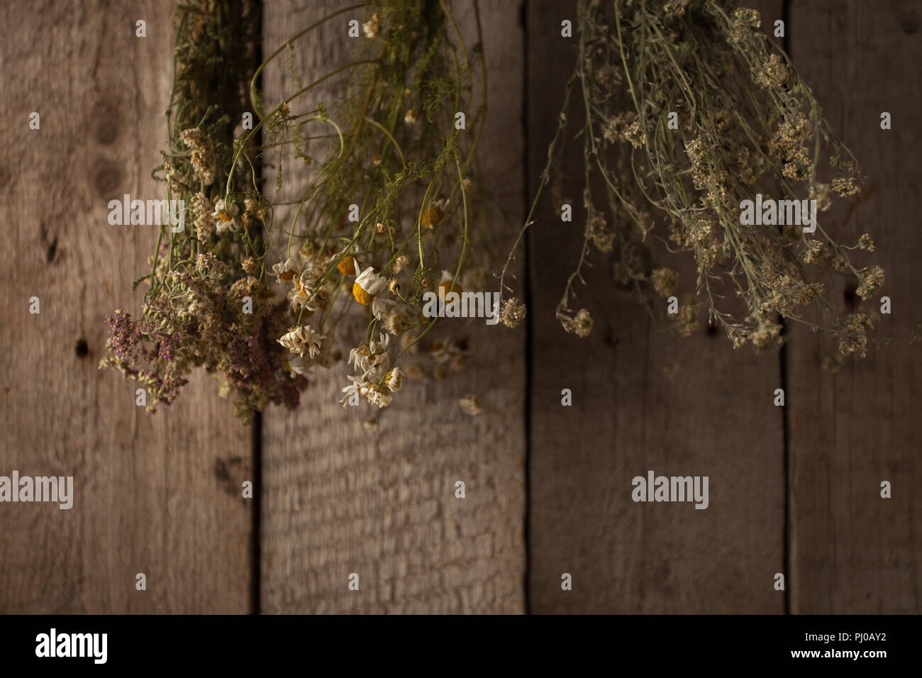 Variety of dried herbs hanging on a rope, dried plants, herbal medicine Stock Photo