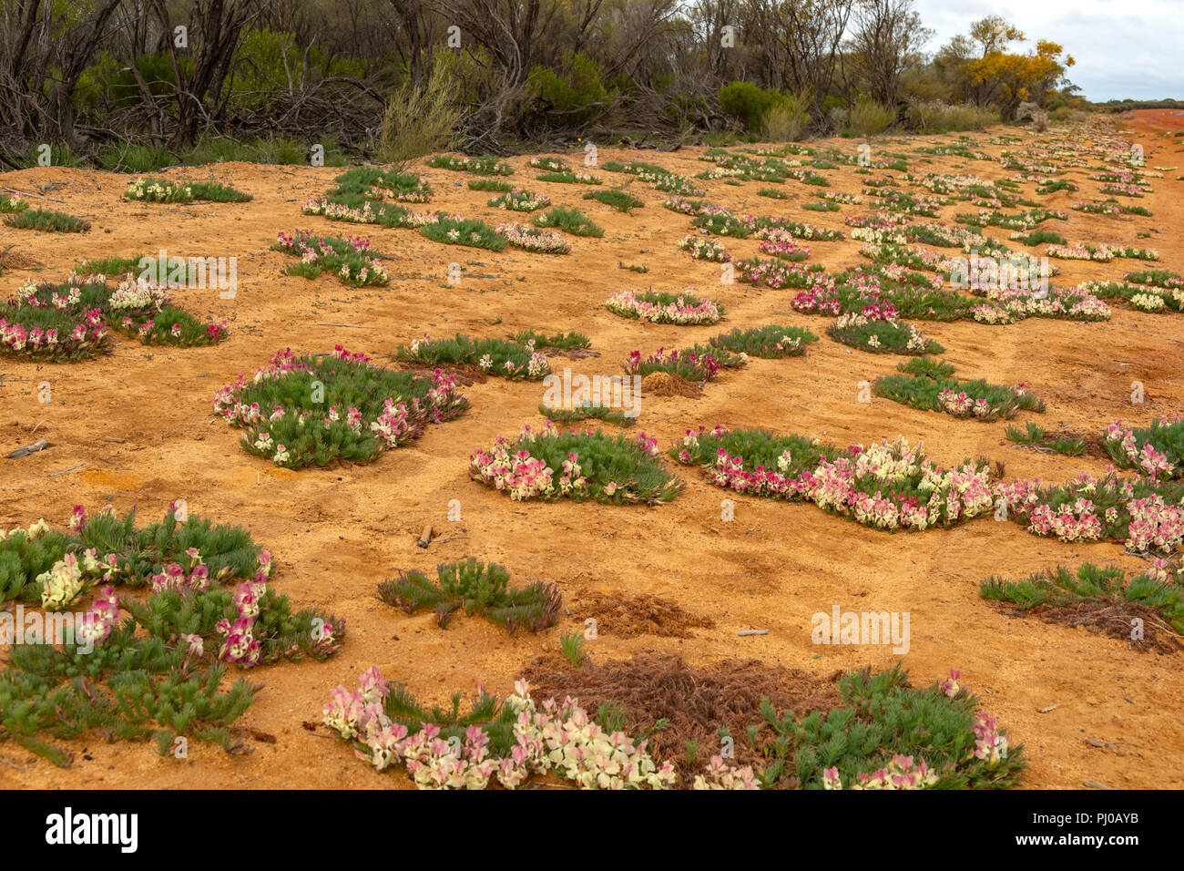 Wreath Flowers near Pindar, WA, Australia Stock Photo