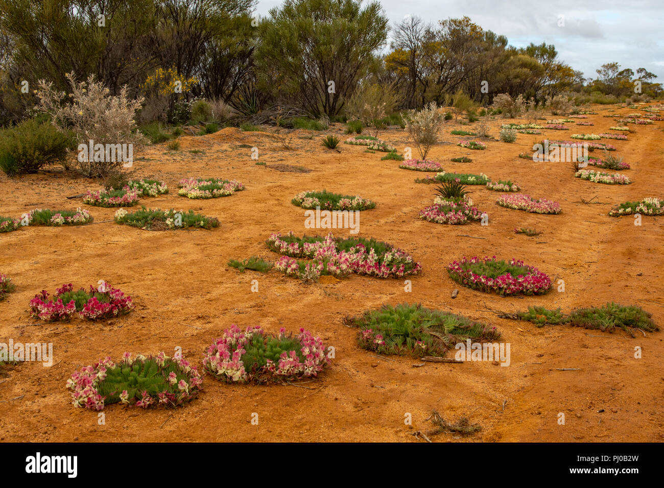 Wreath Flowers near Pindar, WA, Australia Stock Photo