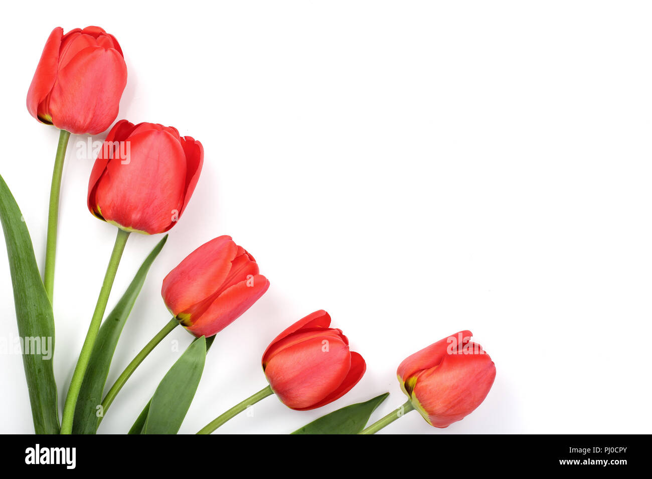 Beautiful red tulips on white background with copy space for text. Top ...