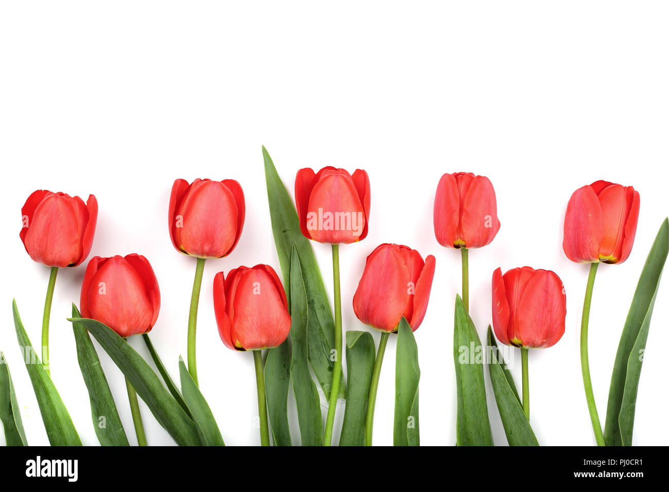 Beautiful red tulips on white background with copy space for text. Top ...