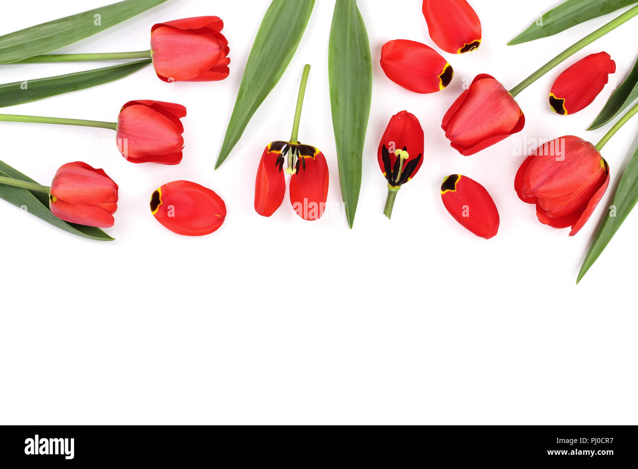 Beautiful red tulips on white background with copy space for text. Top ...