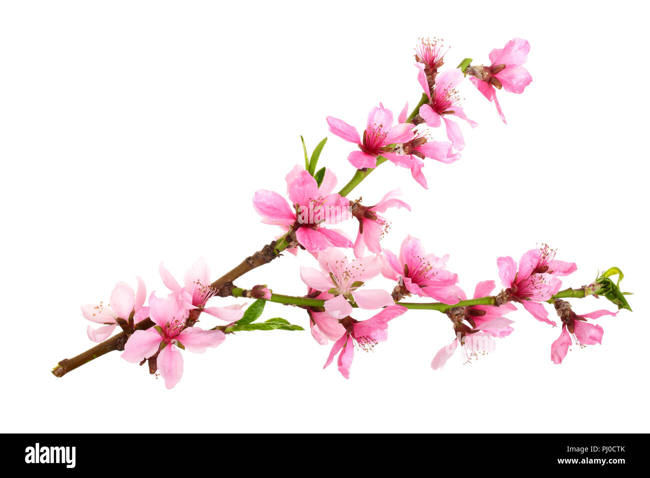Cherry blossom, sakura flowers isolated on white background Stock Photo ...