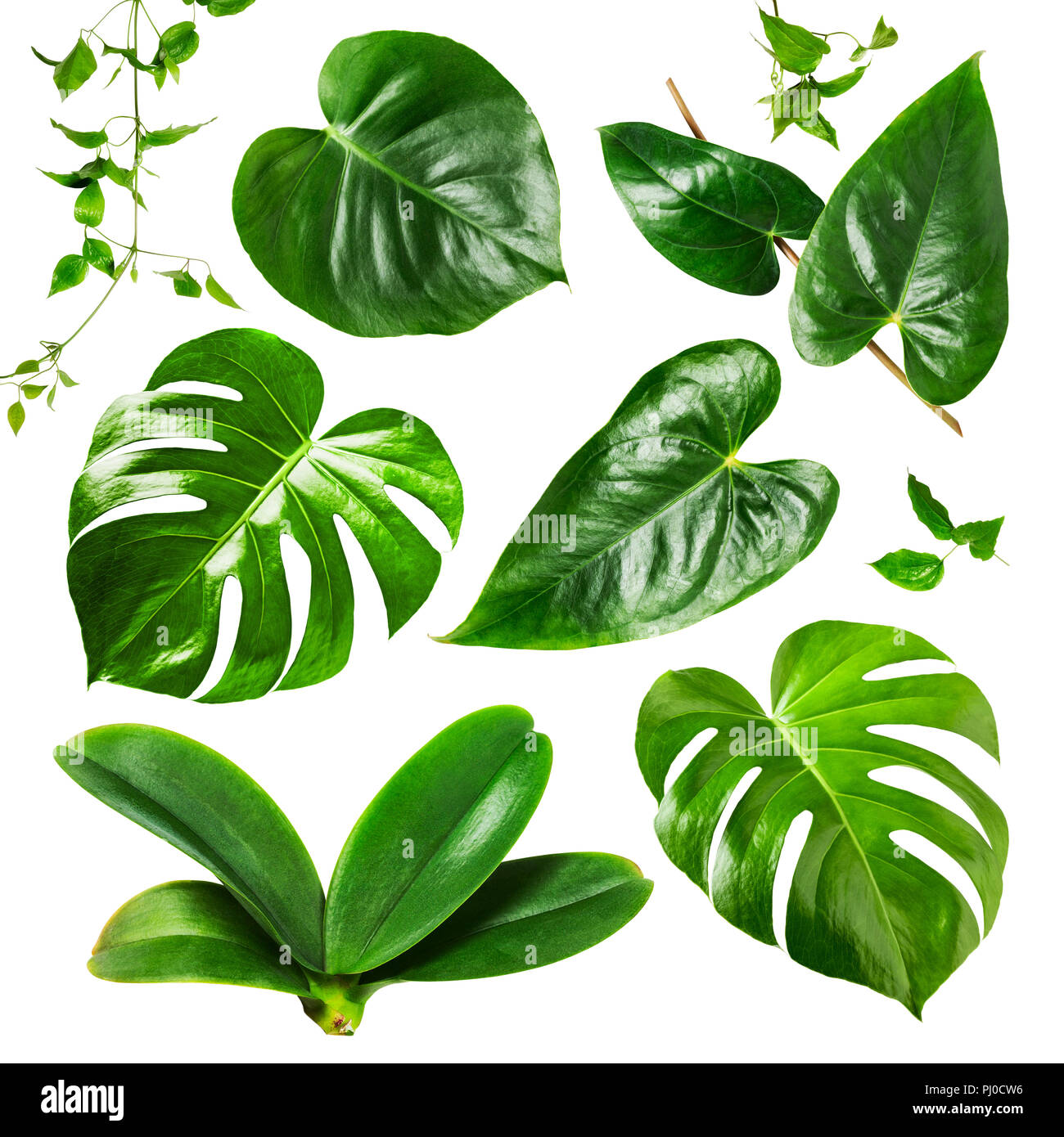 Tropical jungle monstera, orchid and flamingo leaves collection isolated on white background. Flower arrangement. Floral design. Top view, flat lay Stock Photo