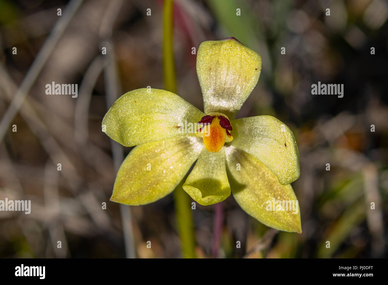 Thelymitra antennifera, Lemon-scented Sun Orchid Stock Photo