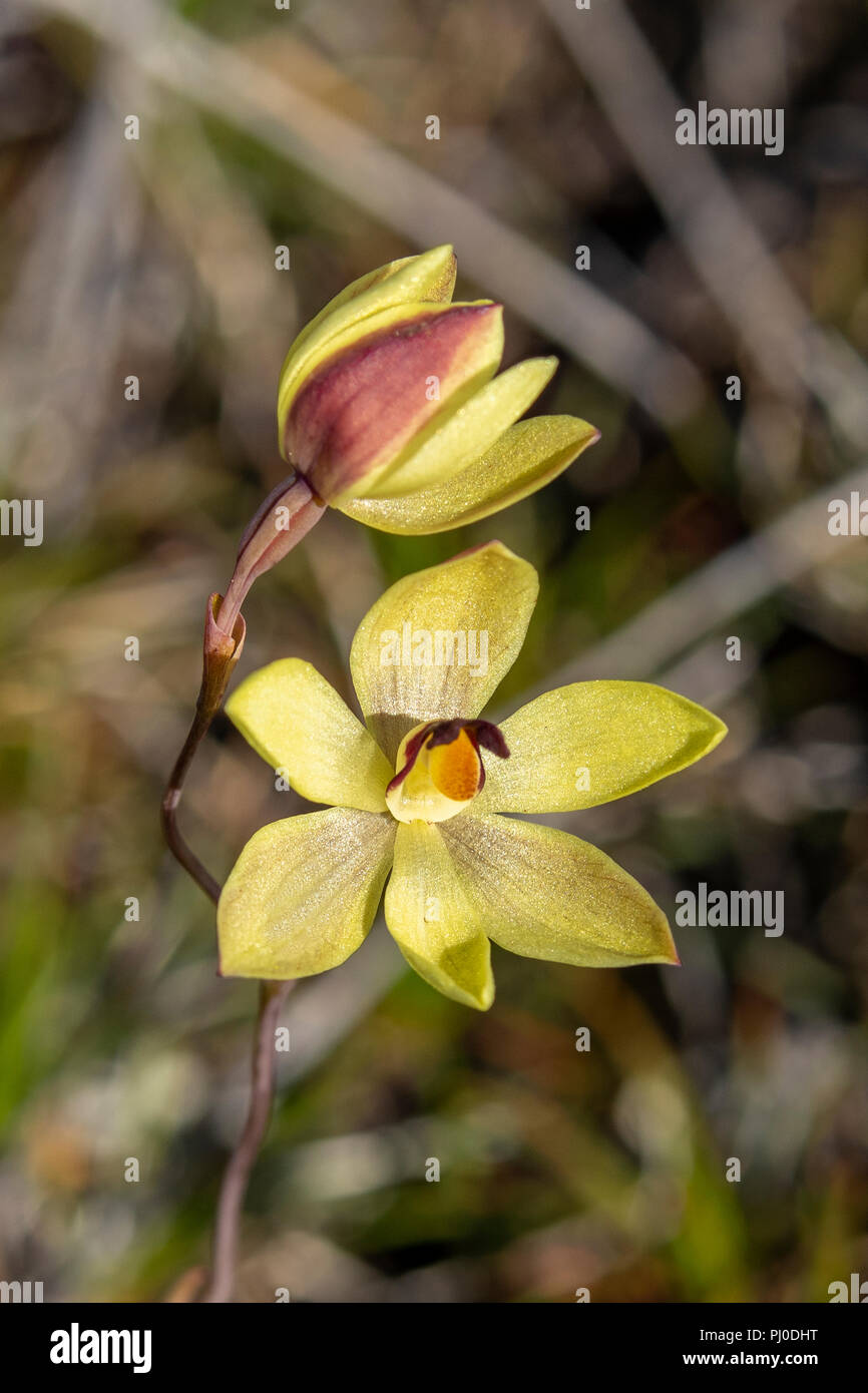 Thelymitra antennifera, Lemon-scented Sun Orchid Stock Photo