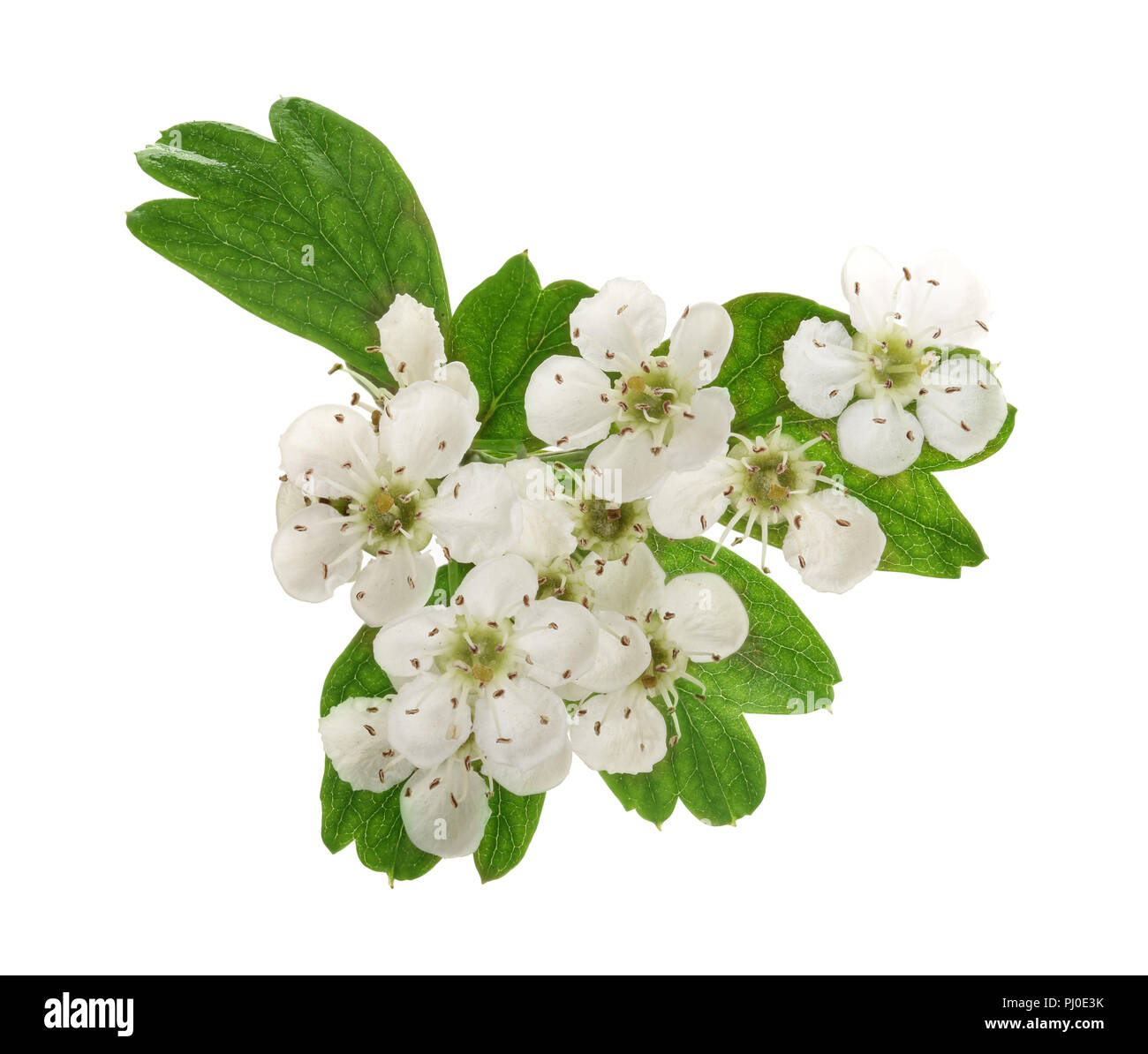 Hawthorn or Crataegus monogyna branch with flowers isolated on a white background Stock Photo