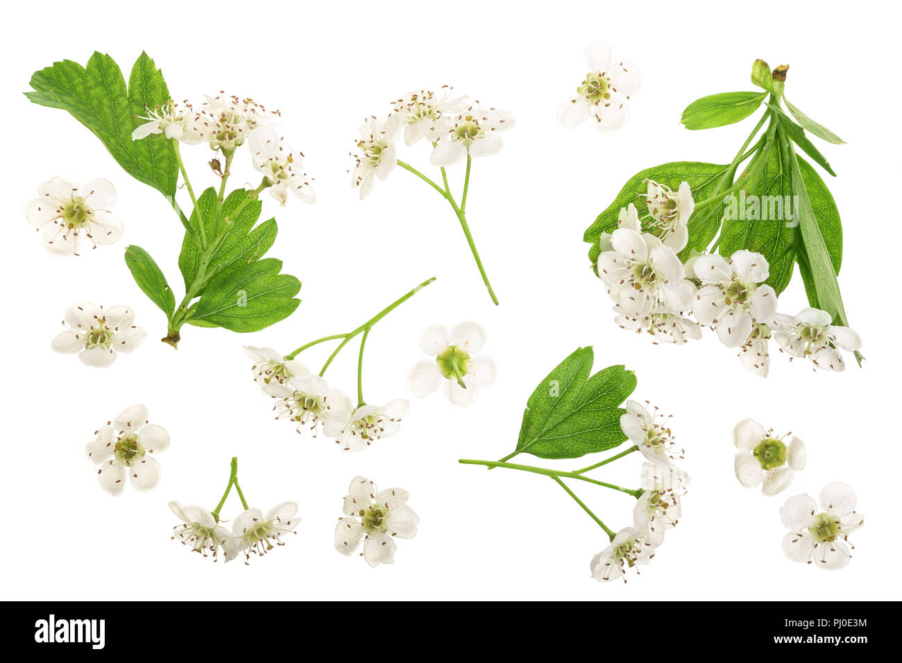 Hawthorn or Crataegus monogyna flowers isolated on a white background Stock Photo
