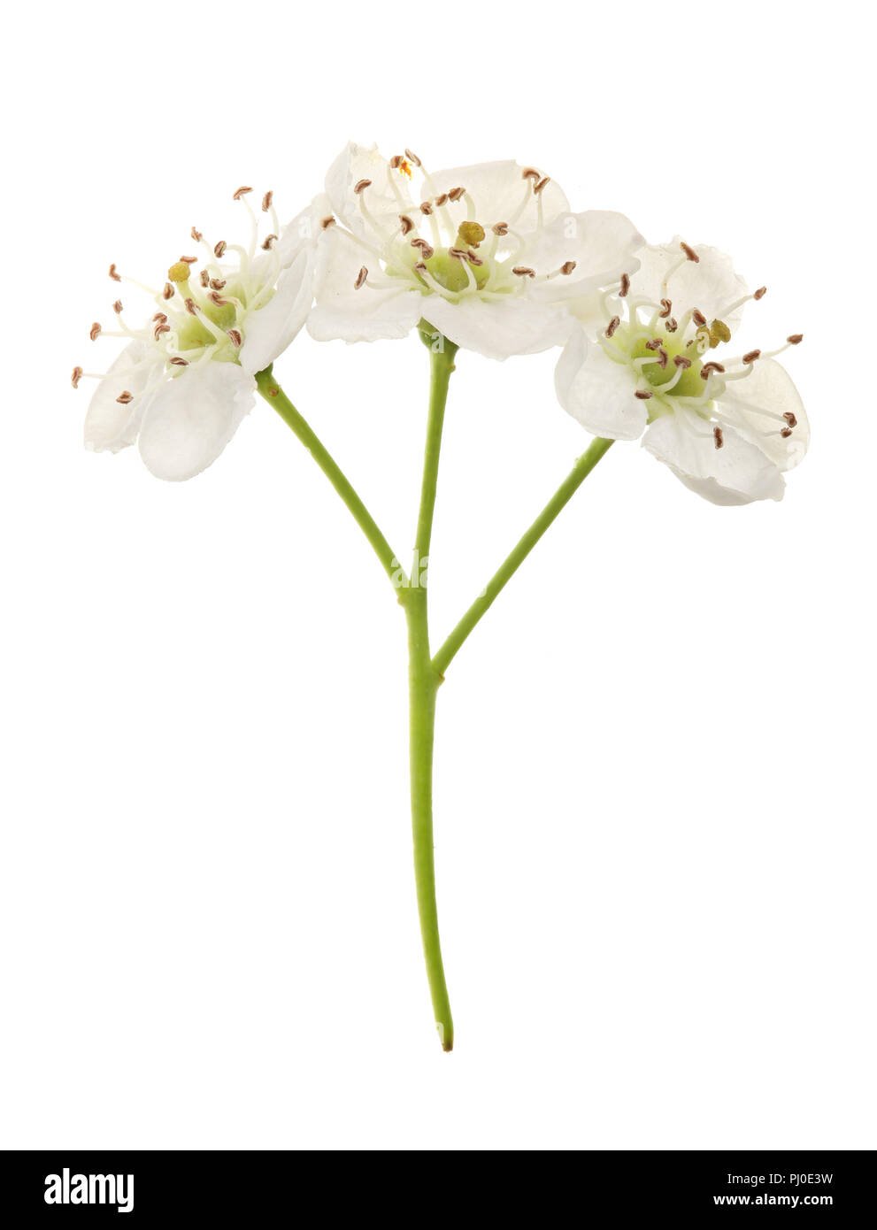 Hawthorn or Crataegus monogyna branch with flowers isolated on a white background Stock Photo