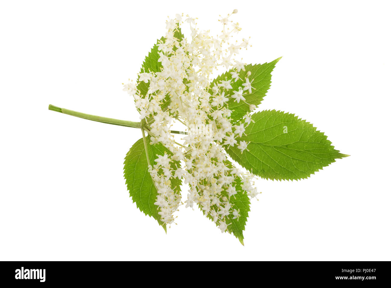 Elder flower blossoms isolated on a white background. Medicinal plant Stock Photo
