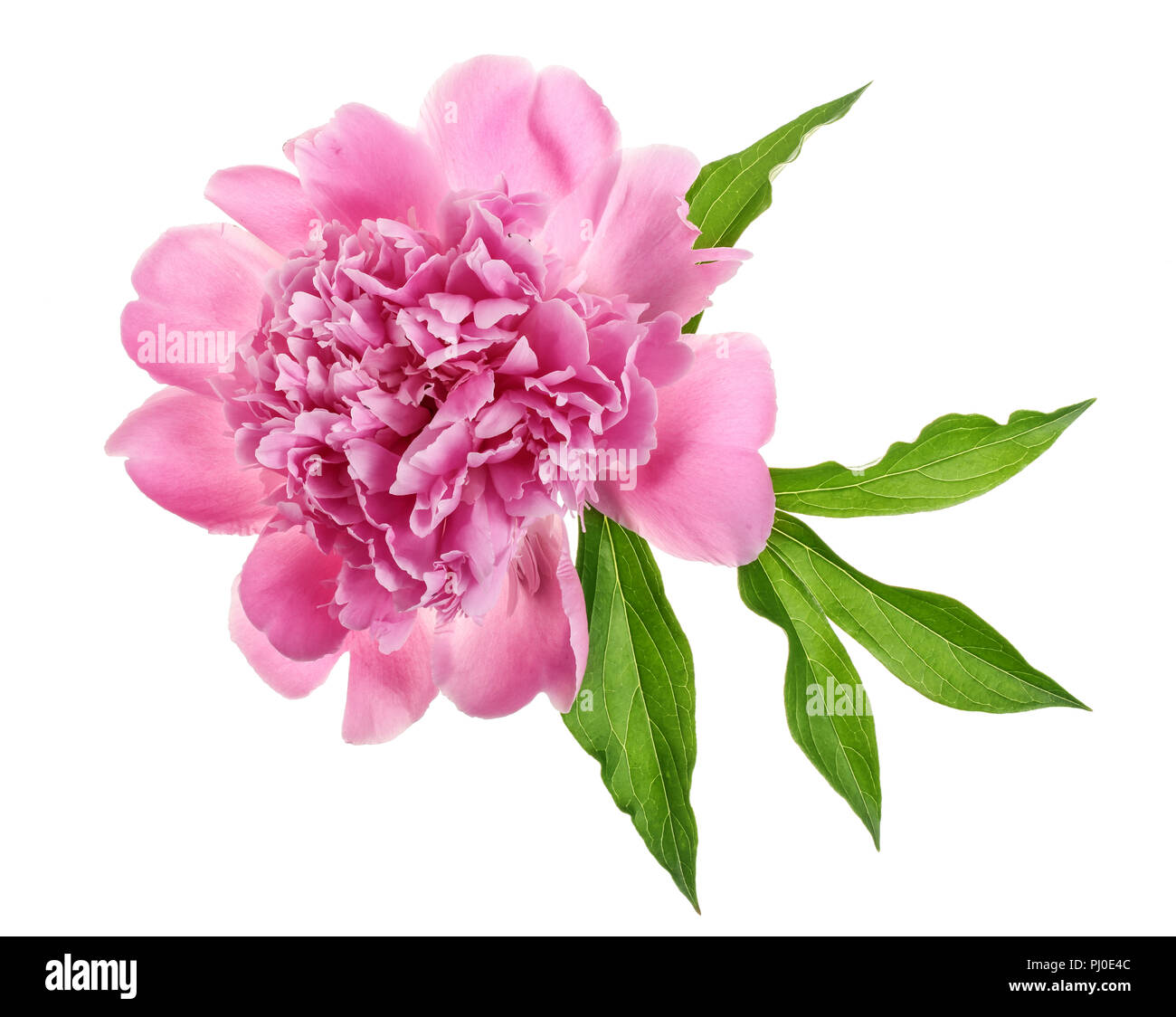 pink peony flower isolated on white background close up Stock Photo - Alamy