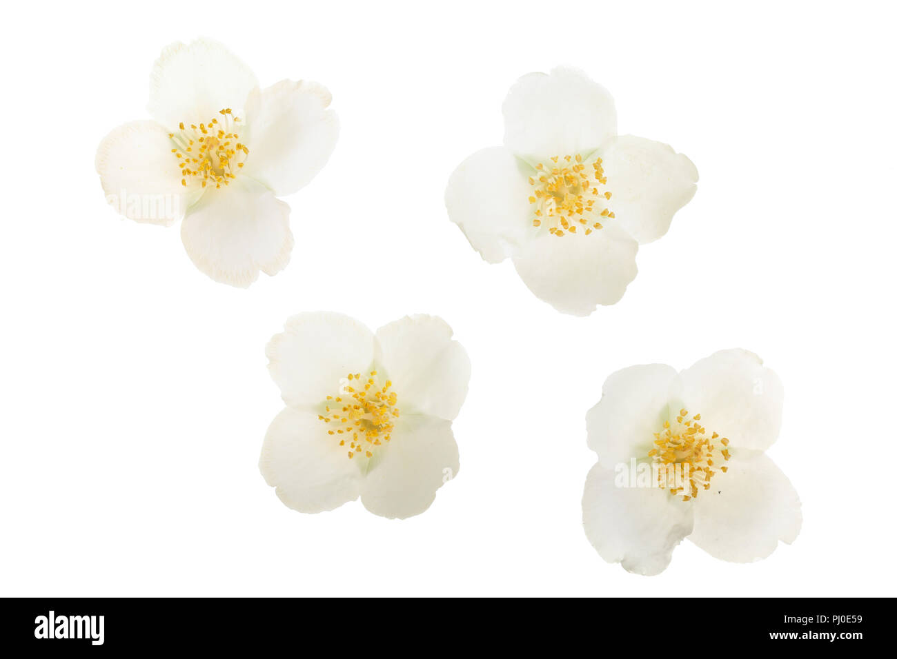 jasmine flower isolated on white background closeup Stock Photo - Alamy