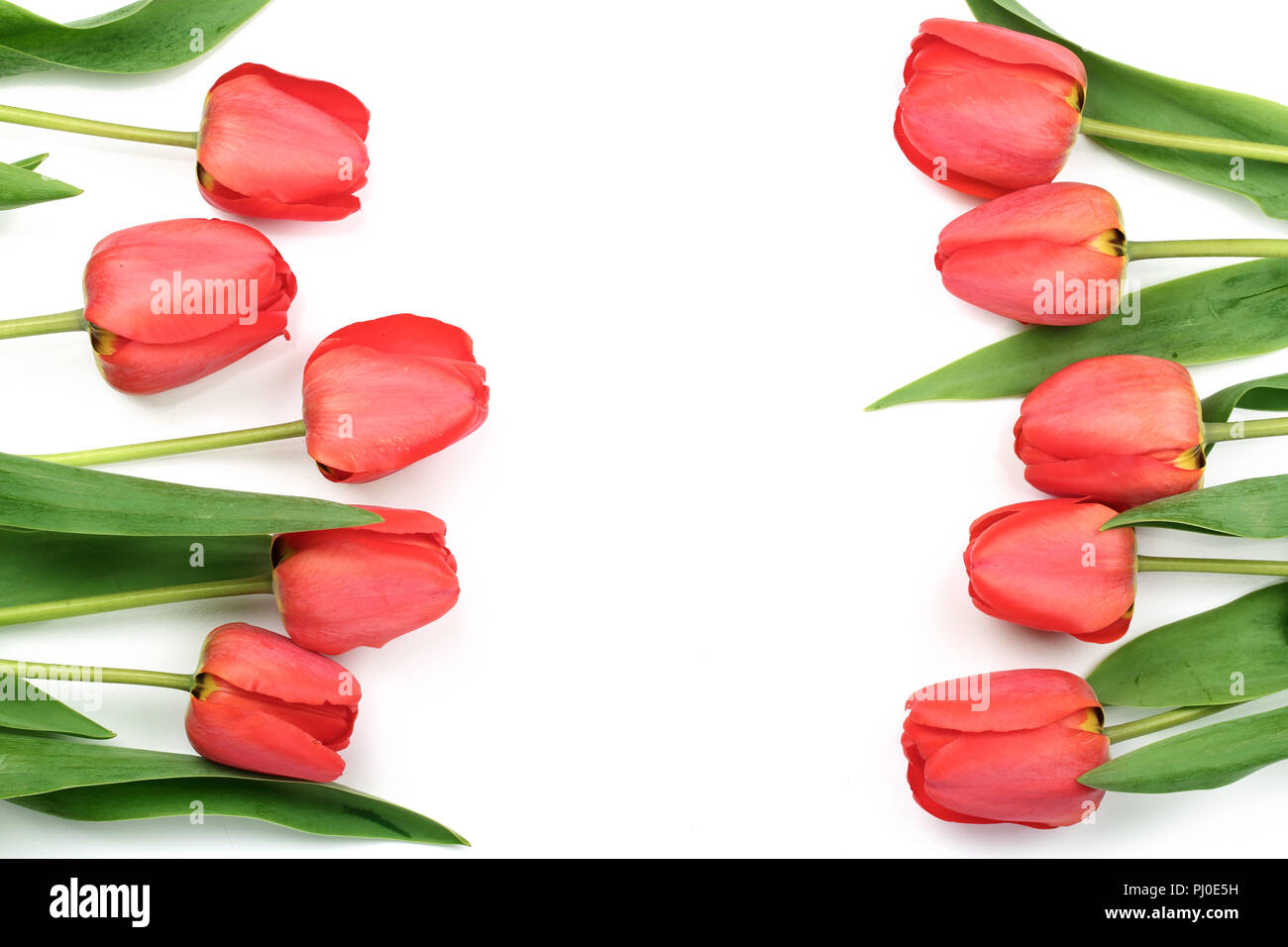 Beautiful red tulips on white background with copy space for text. Top ...