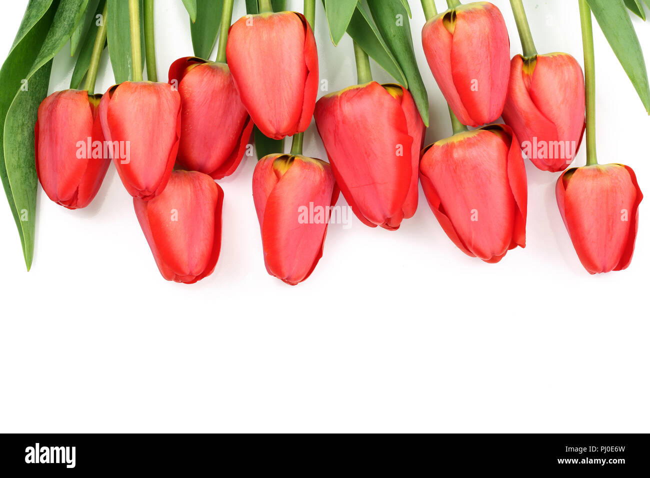 Beautiful red tulips on white background with copy space for text. Top ...