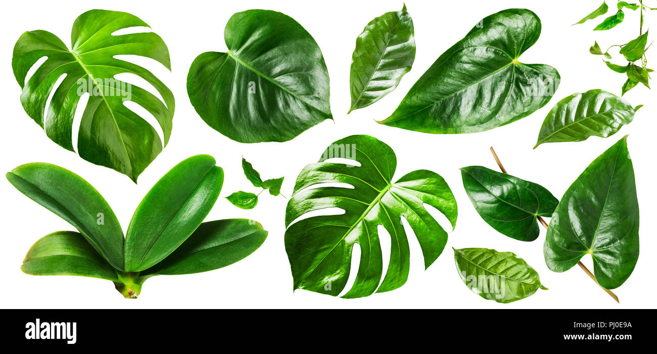 Tropical jungle monstera, orchid and flamingo green leaves collection isolated on white background. Flower arrangement. Floral design. Top view, flat  Stock Photo