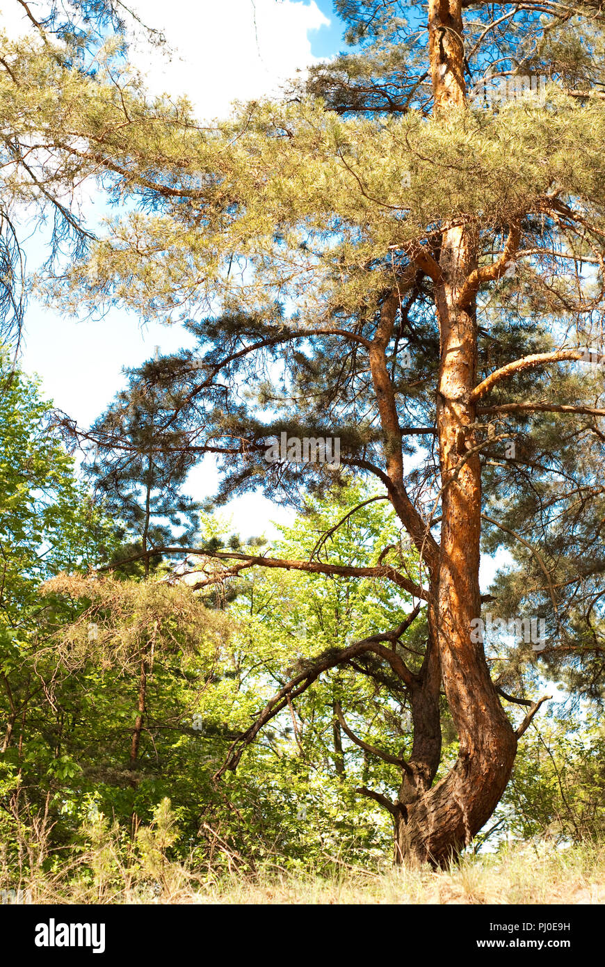 beautiful pine forest in summer Stock Photo - Alamy