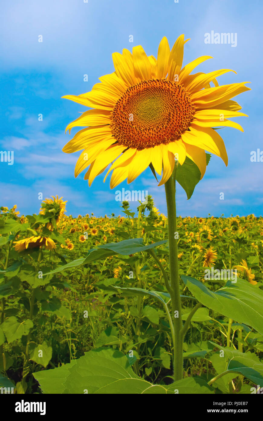 sunflower in a field with sky Stock Photo - Alamy