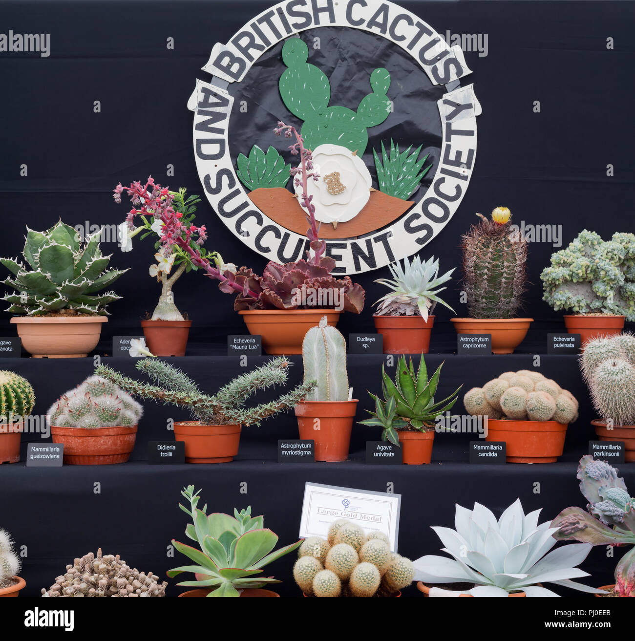 Cactus exhibition hires stock photography and images Alamy