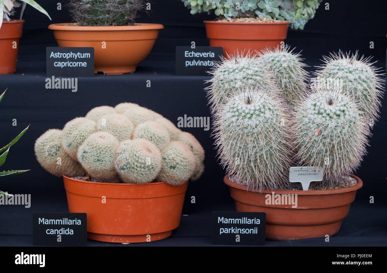 Prize winning display of cactus and succulents at the 2018 Southport Flower Show. Stock Photo