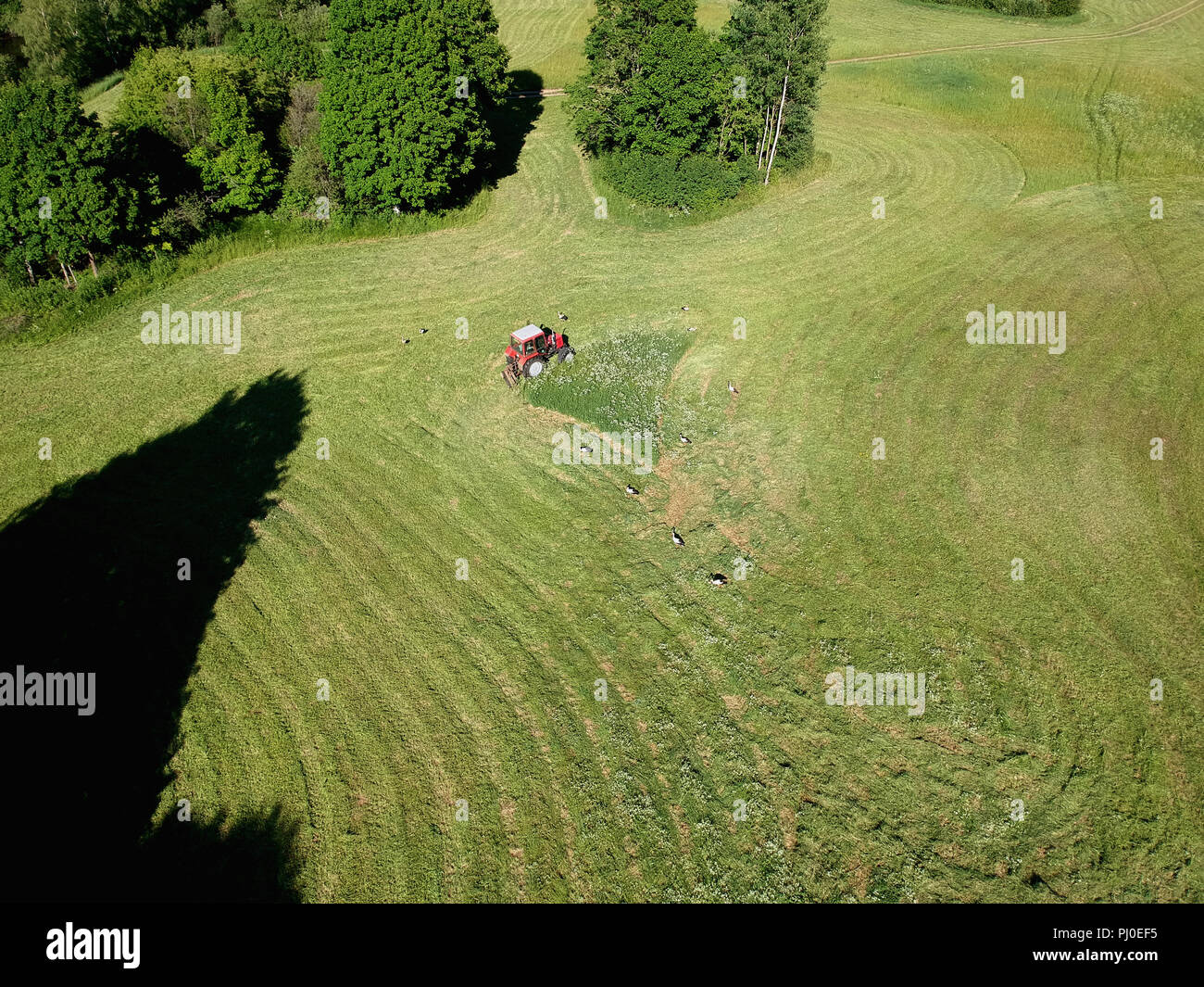 Agriculture old tractor cut hay grass on midsummer meadow, aerial view Stock Photo