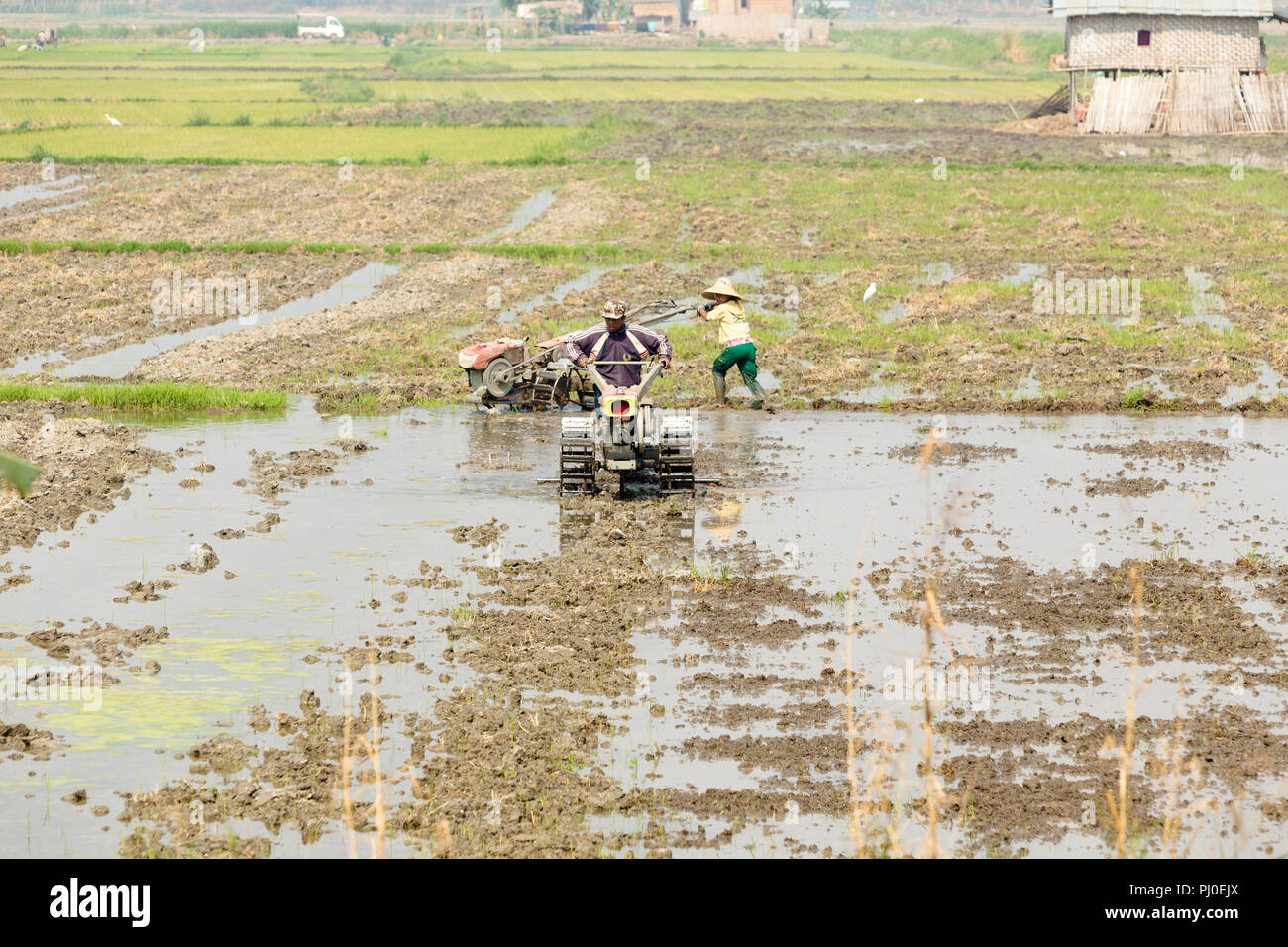 A tractor preparing a flooded paddy field for plantation of rice seedlings, Nyaungshwe, Myanmar Stock Photo