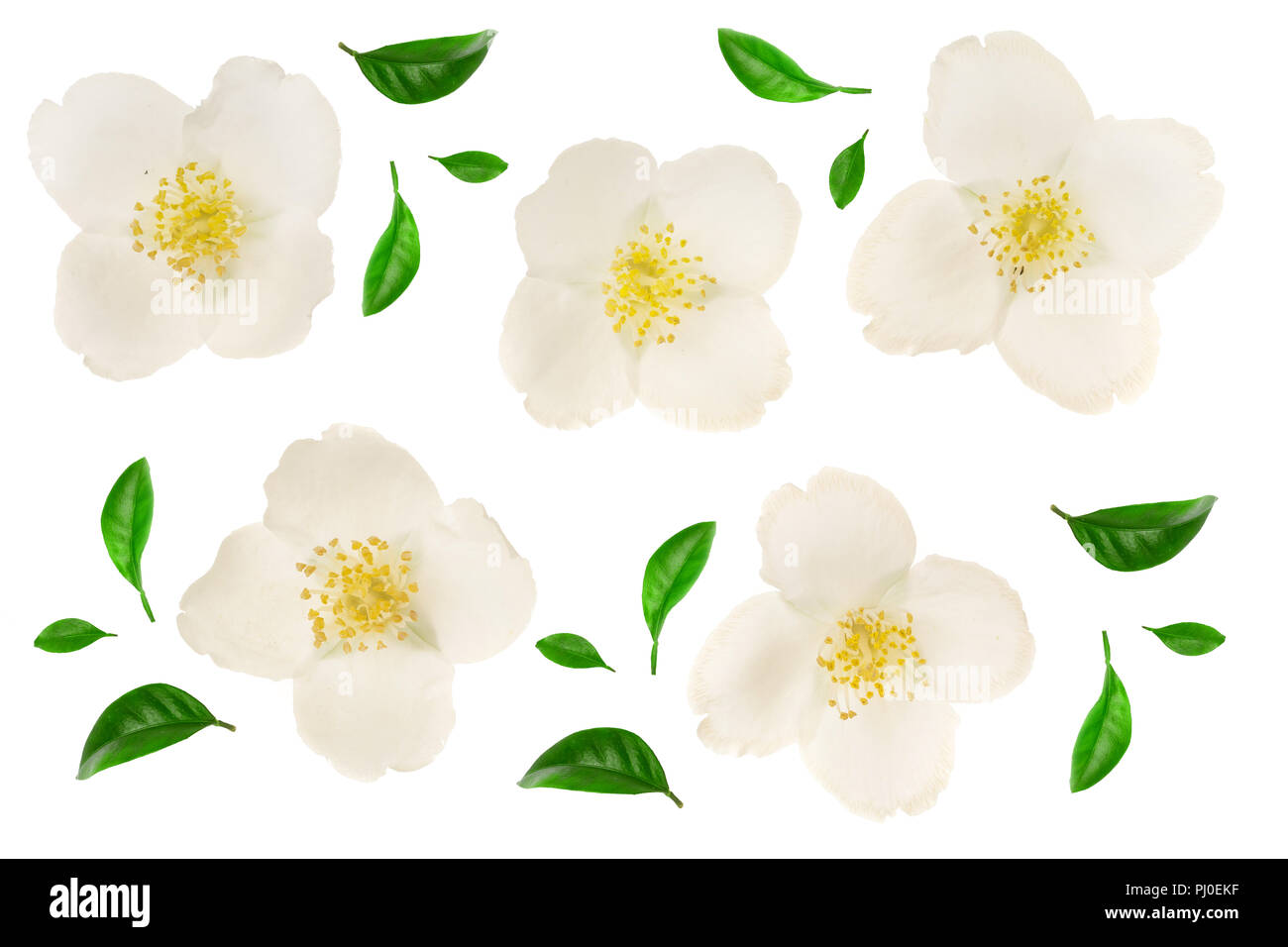 jasmine flower isolated on white background closeup Stock Photo - Alamy