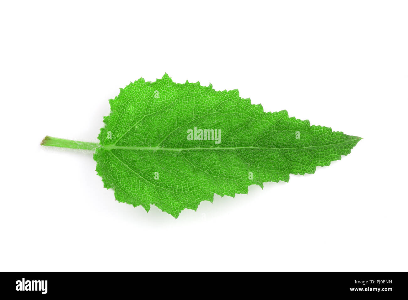 Sage leaves or Salvia officinalis isolated on white background Stock Photo Alamy