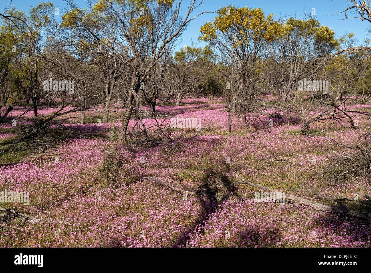 Pink Everlastings at Datjoin Rock, Wialki, WA, Australia Stock Photo