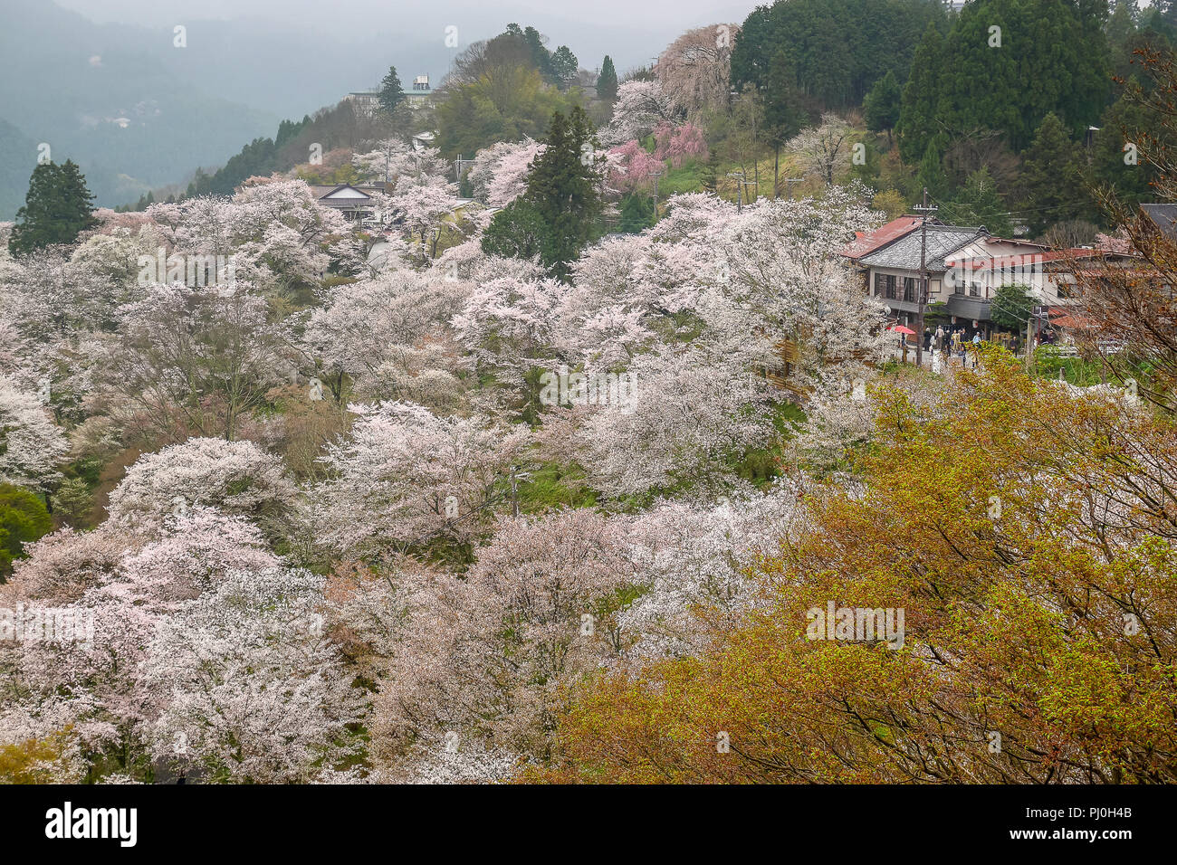 Mount Yoshinoyama with Cherry blossoms in Nara, Japan Stock Photo Alamy
