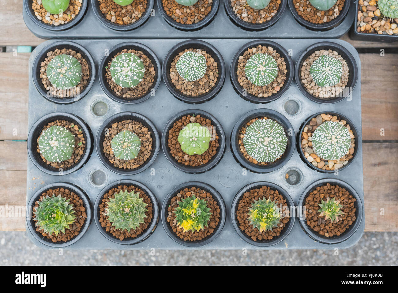 Succulents on the wooden table. Cactuses growing in pots displayed on a shop stall for sell at Chatuchak Plant Market, Bangkok Stock Photo
