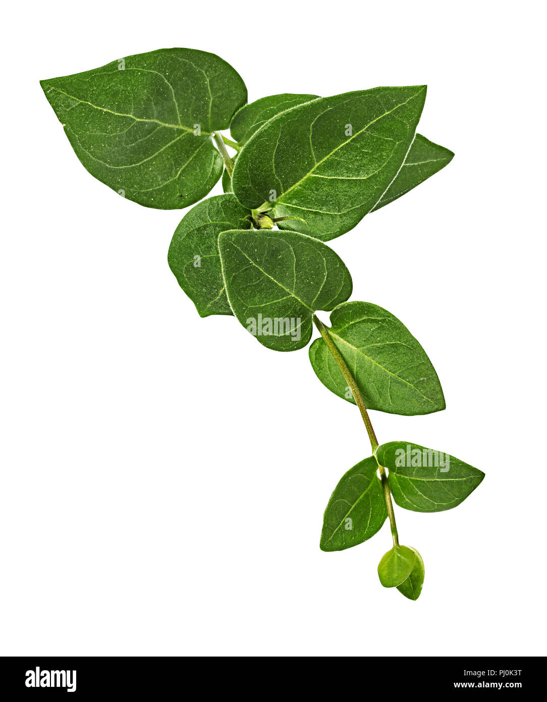 Periwinkle flower isolated on white background Stock Photo