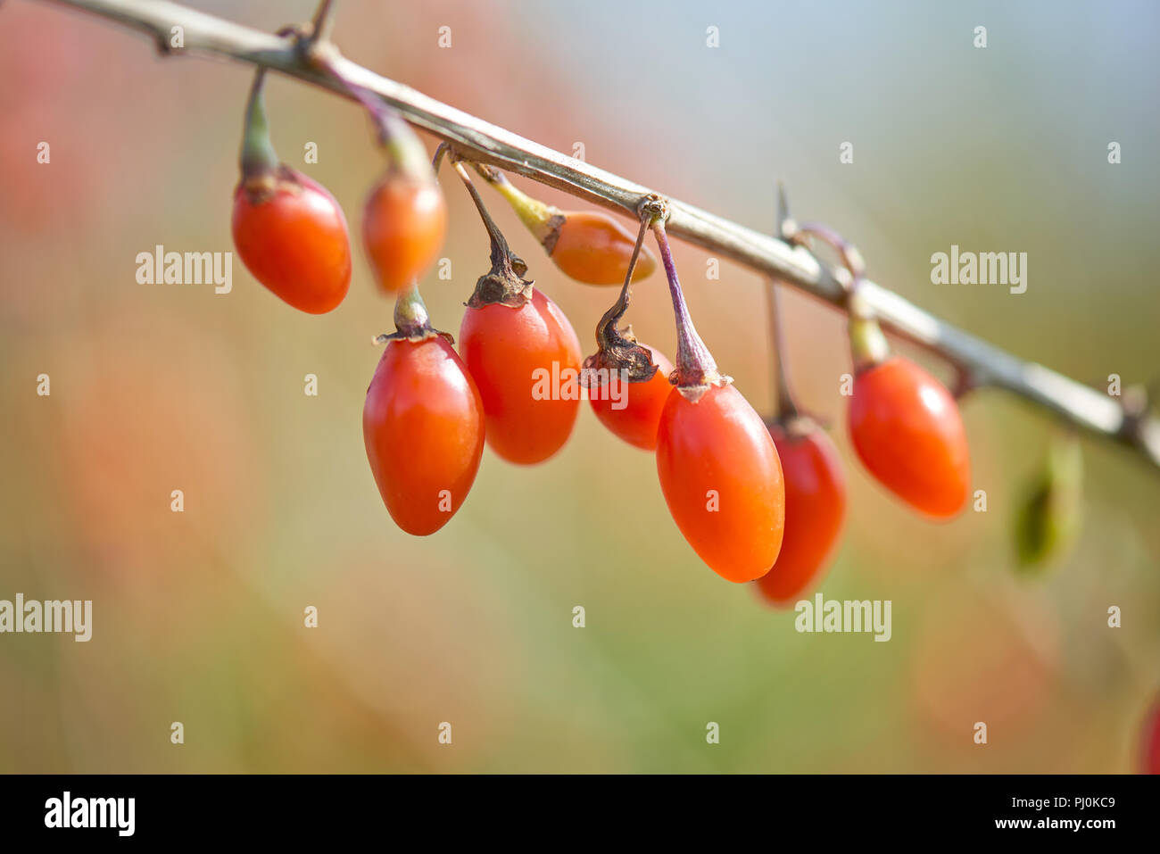 Goji berry. Twig filled with fresh goji berries Stock Photo