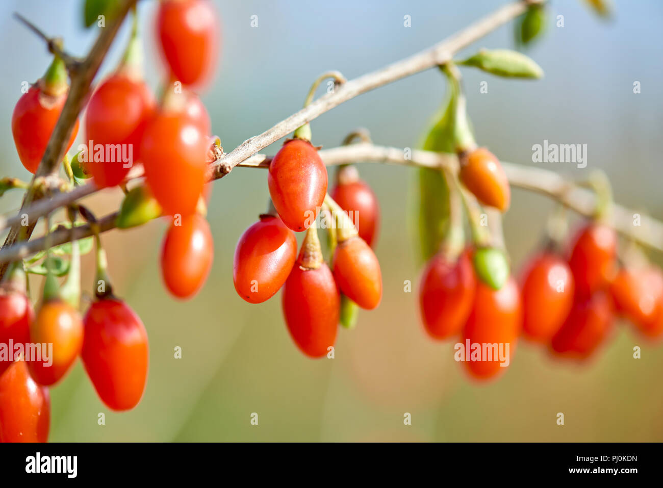 Goji berry. Twig filled with fresh goji berries Stock Photo