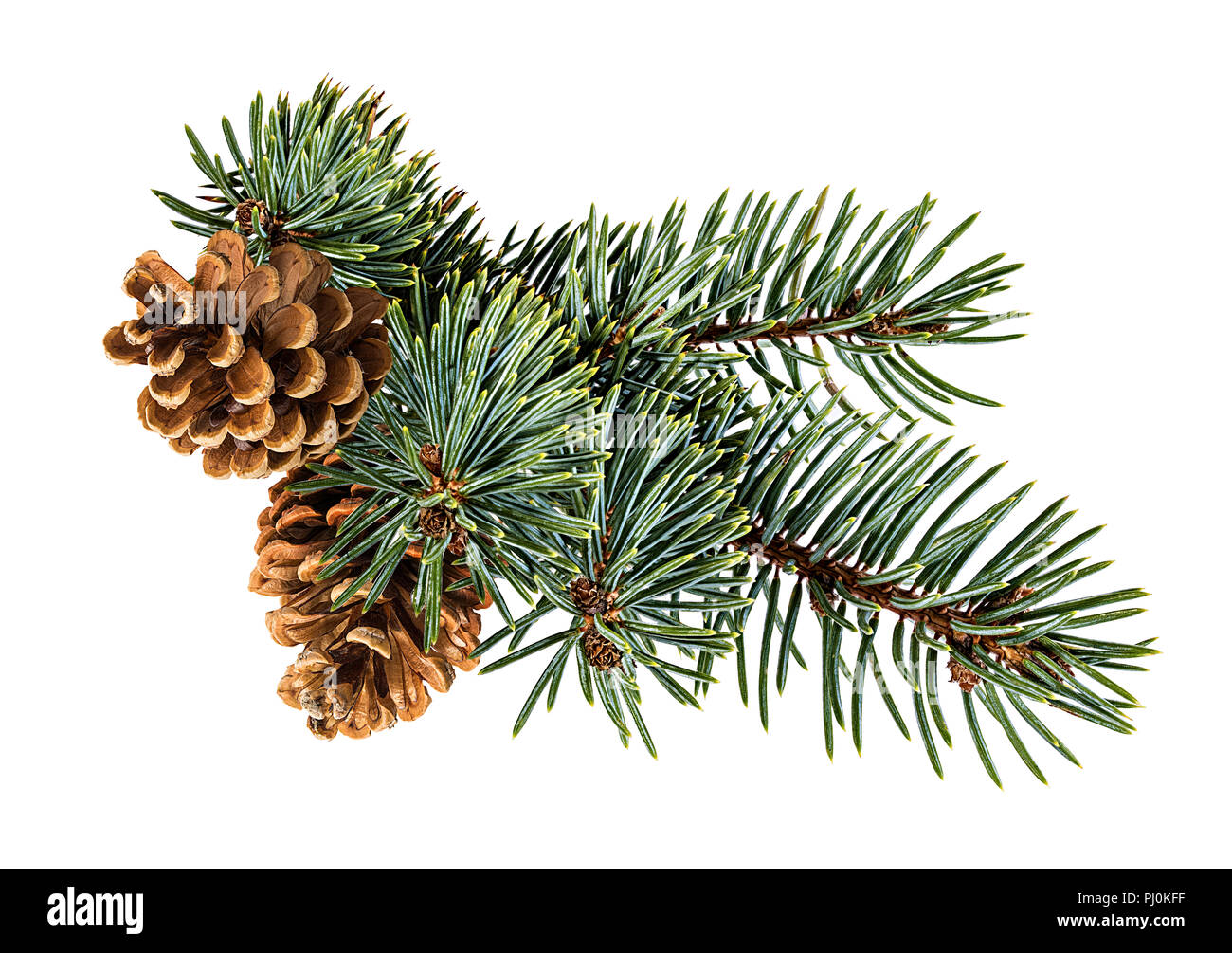 Cone and christmas tree isolated on white Stock Photo - Alamy