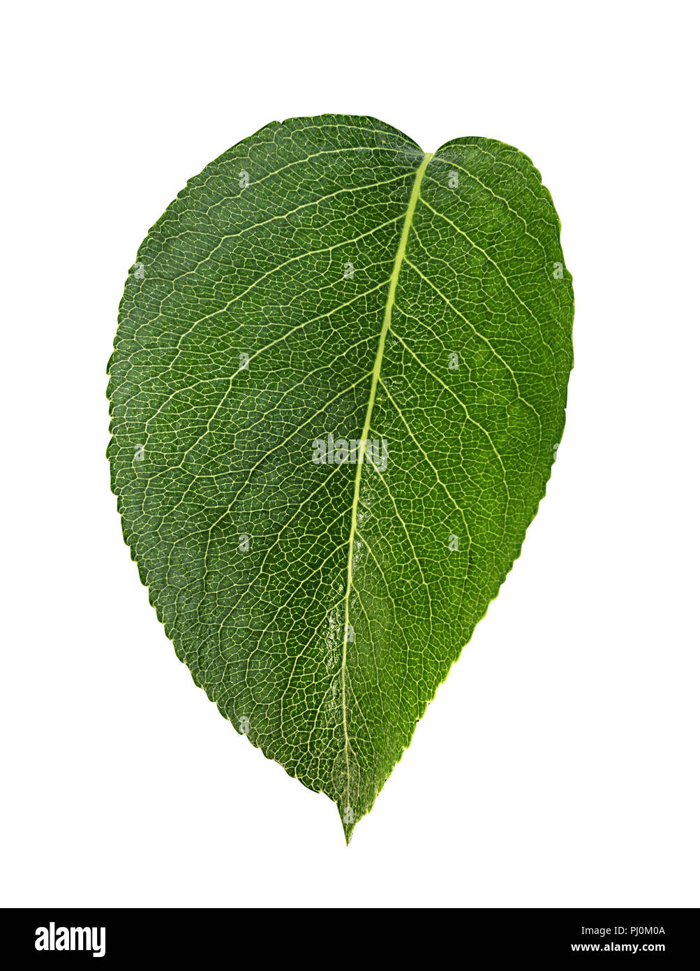 Apple leaf isolated on white background Clipping Path Stock Photo - Alamy
