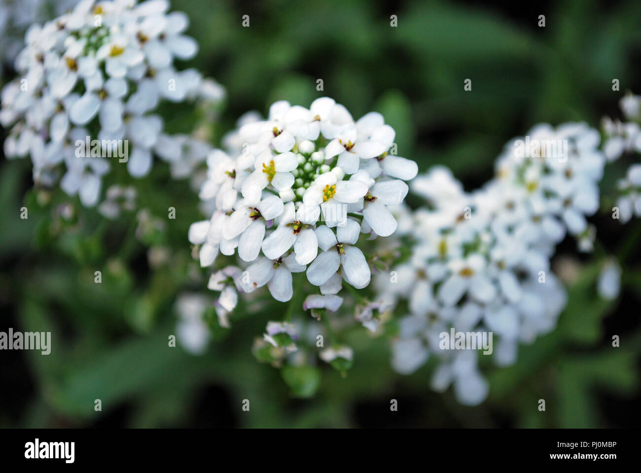white petal wild flowers on green background Stock Photo