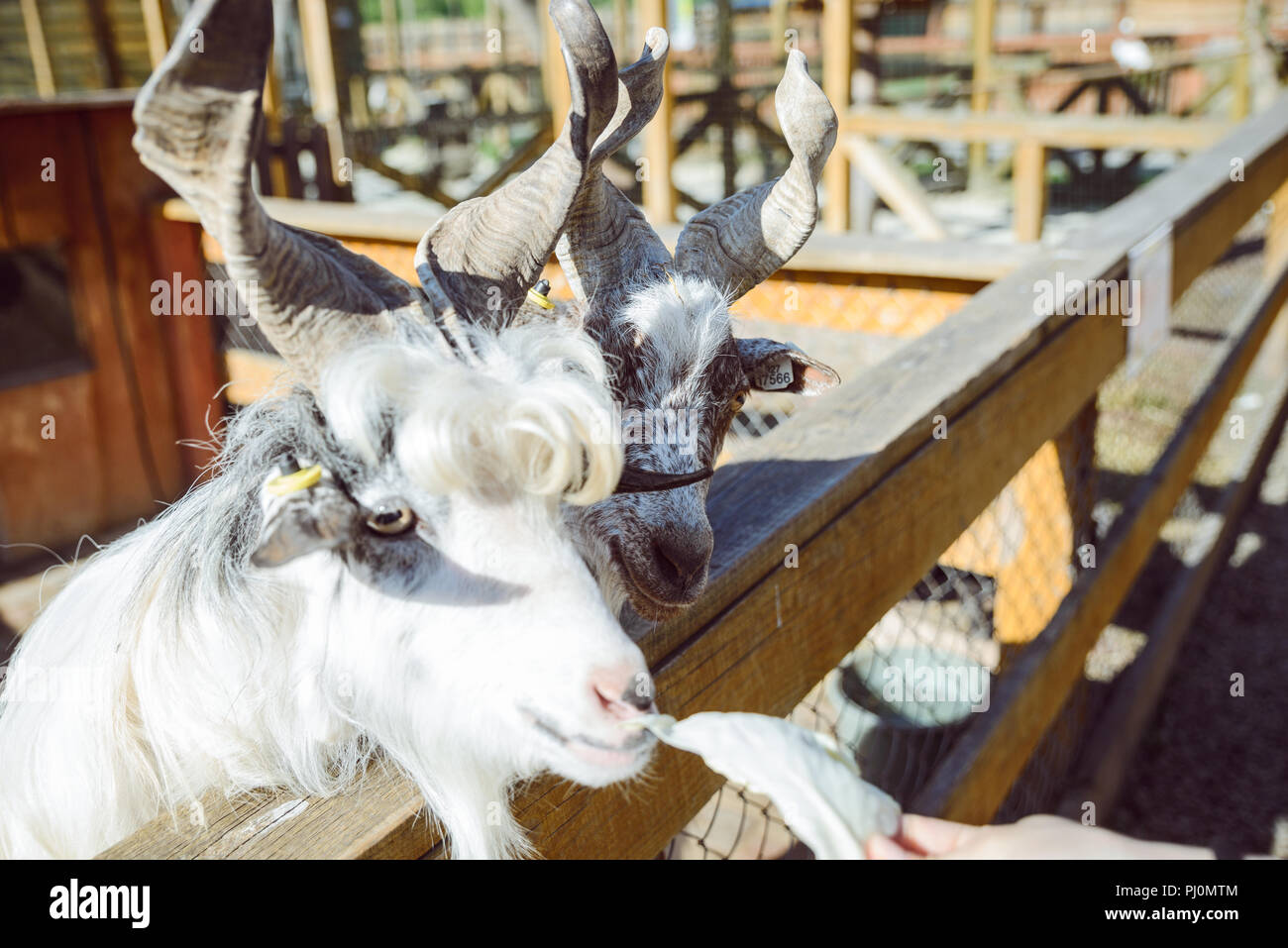 feeding animals with cabbage. goat close up. zoo life. farming Stock